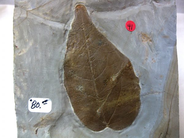 Paleocene Leaf #26 - Image 3