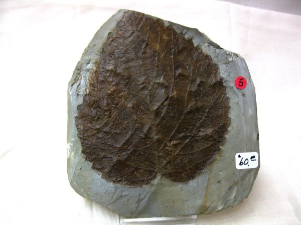 Paleocene Leaf #29