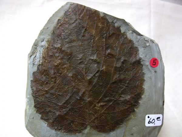 Paleocene Leaf #29 - Image 2