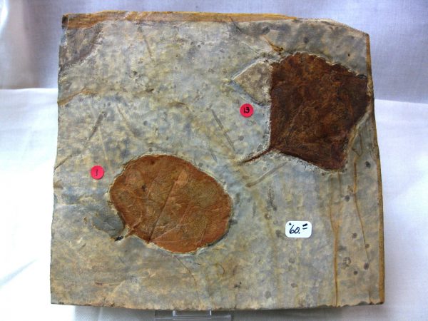 Paleocene Leaf #31