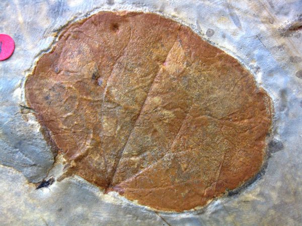 Paleocene Leaf #31 - Image 2