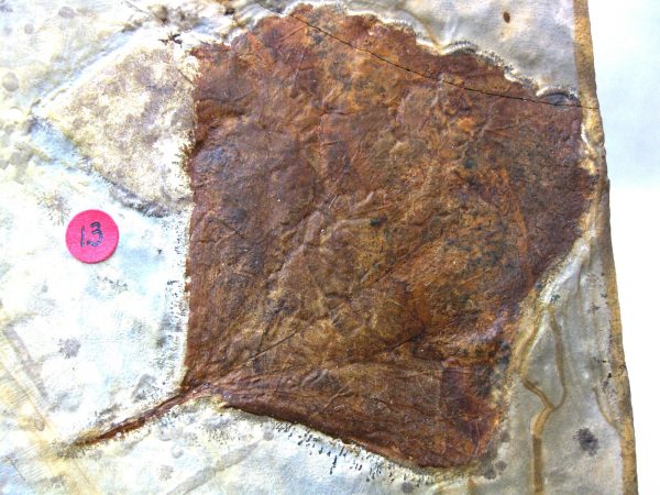 Paleocene Leaf #31 - Image 3