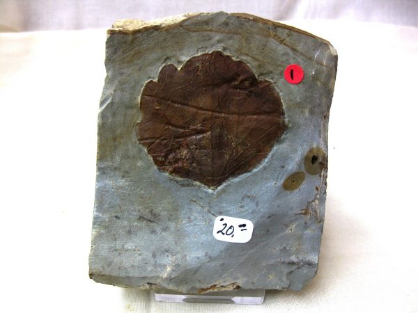 Paleocene Leaf #33