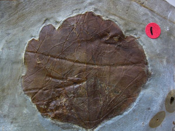 Paleocene Leaf #33 - Image 3