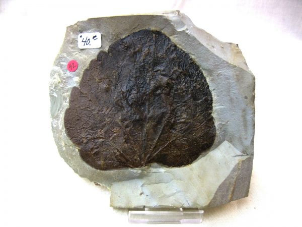 Paleocene Leaf #34