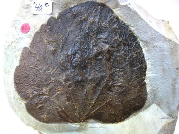 Paleocene Leaf #34 - Image 3