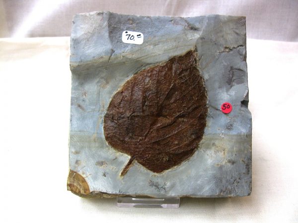 Paleocene Leaf #35