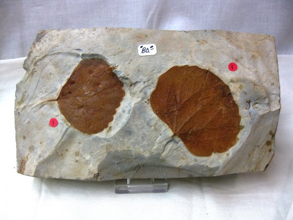 Paleocene Leaf #37