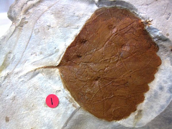 Paleocene Leaf #37 - Image 2