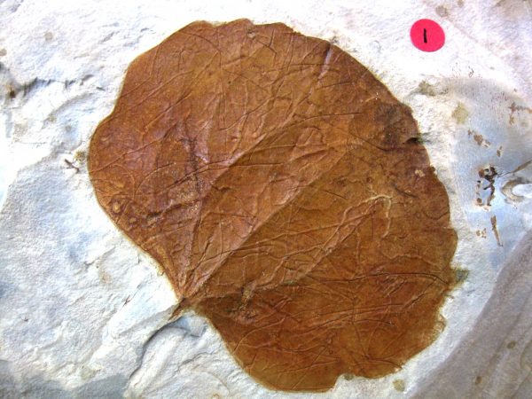 Paleocene Leaf #37 - Image 3