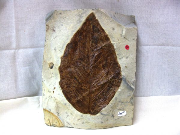 Paleocene Leaf #38