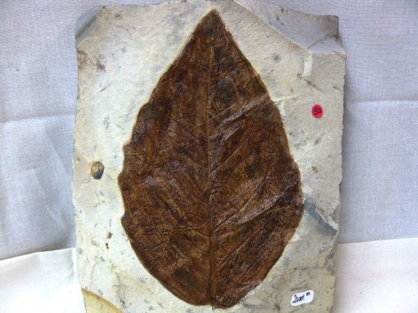 Paleocene Leaf #38 - Image 3