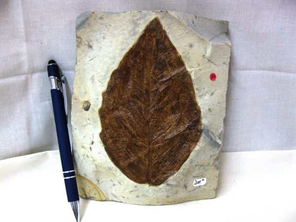 Paleocene Leaf #38 - Image 4