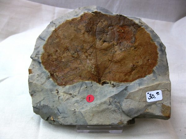 Paleocene Leaf #40