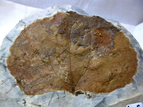 Paleocene Leaf #40 - Image 3