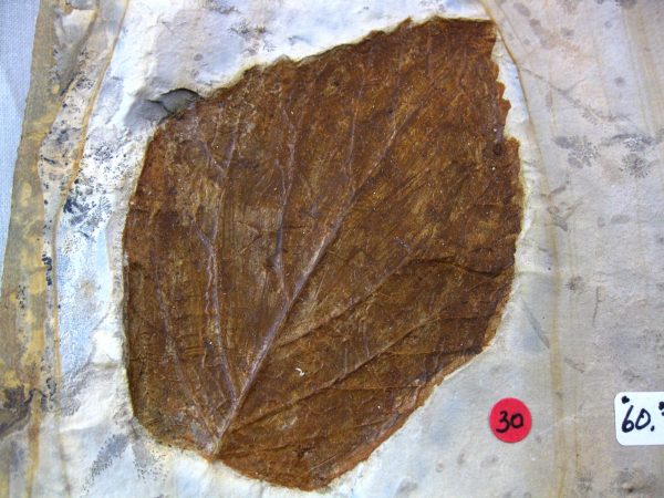 Paleocene Leaf #45 - Image 2