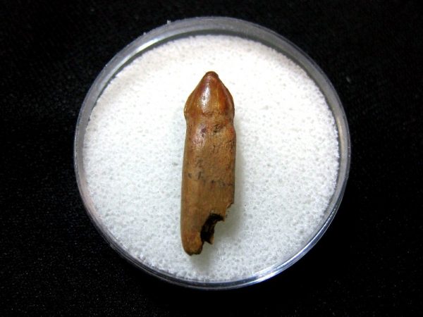 Morocco Crocodile Tooth #10