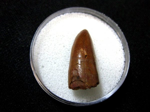 Morocco Crocodile Tooth #11