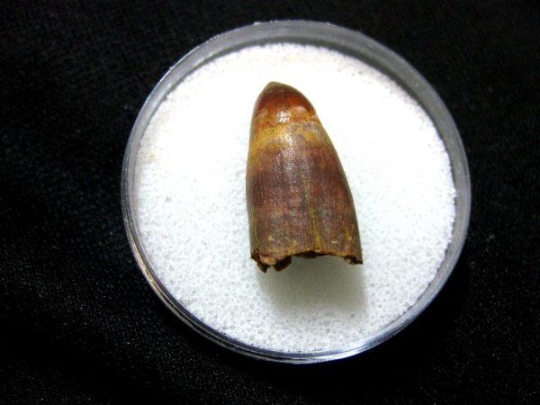 Morocco Crocodile Tooth #12