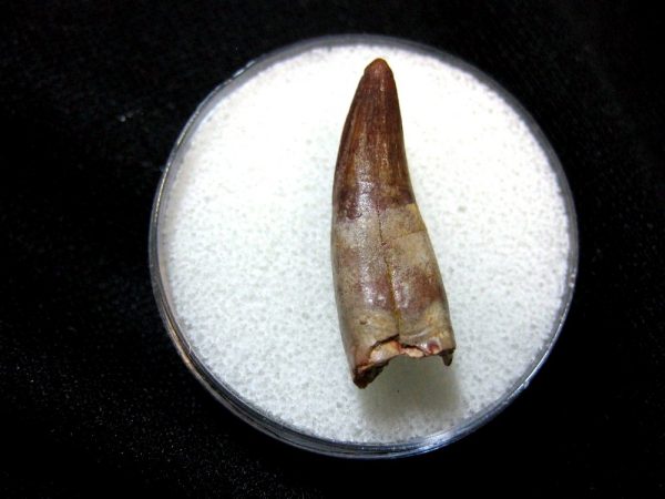 Morocco Crocodile Tooth #13