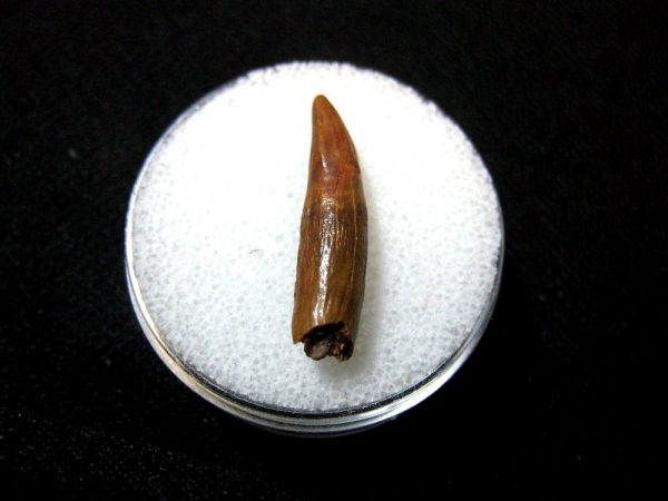 Morocco Crocodile Tooth #2