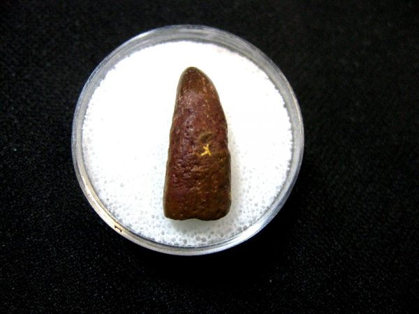 Morocco Crocodile Tooth #4