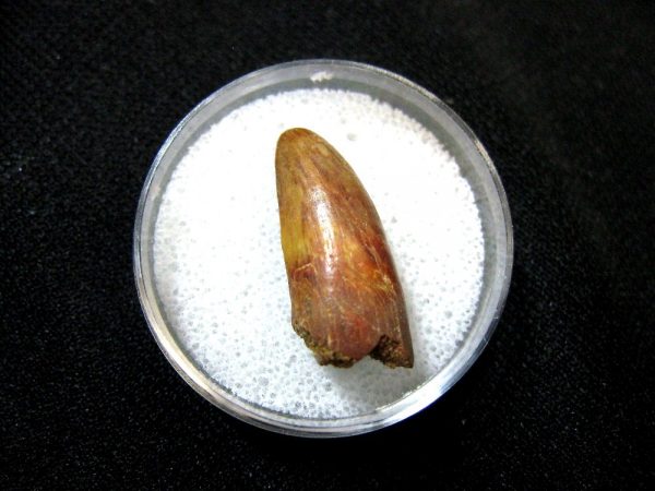 Morocco Crocodile Tooth #5