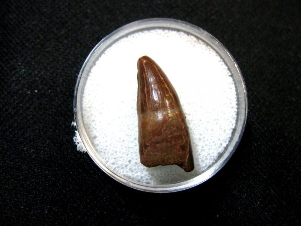 Morocco Crocodile Tooth #6