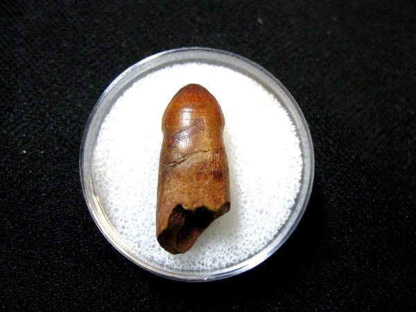 Morocco Crocodile Tooth #7