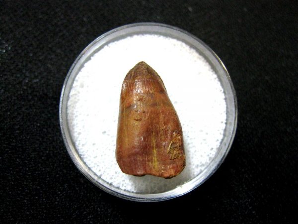 Morocco Crocodile Tooth #8