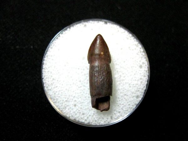 Morocco Crocodile Tooth #9