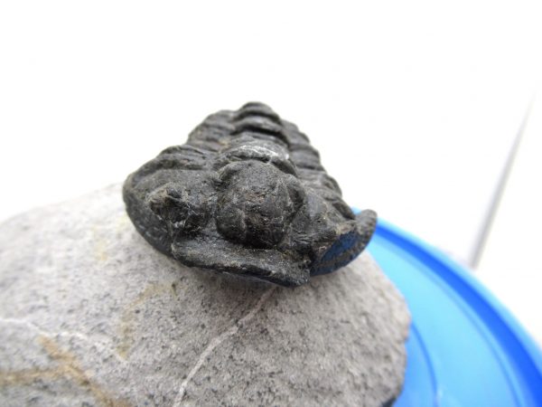 Morocco Devonian Calymene Trilobite #1