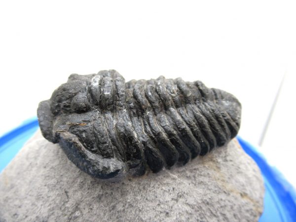 Morocco Devonian Calymene Trilobite #1 - Image 11