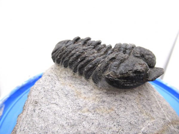 Morocco Devonian Calymene Trilobite #1 - Image 5