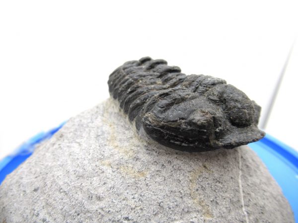 Morocco Devonian Calymene Trilobite #1 - Image 4