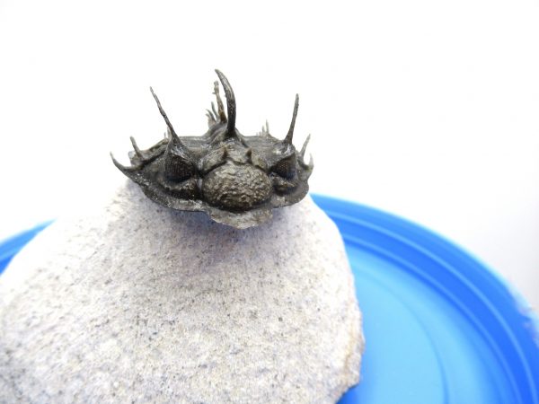 Morocco Trilobites for Sale | Comura #1