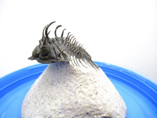 Morocco Trilobites for Sale | Comura #1 - Image 13