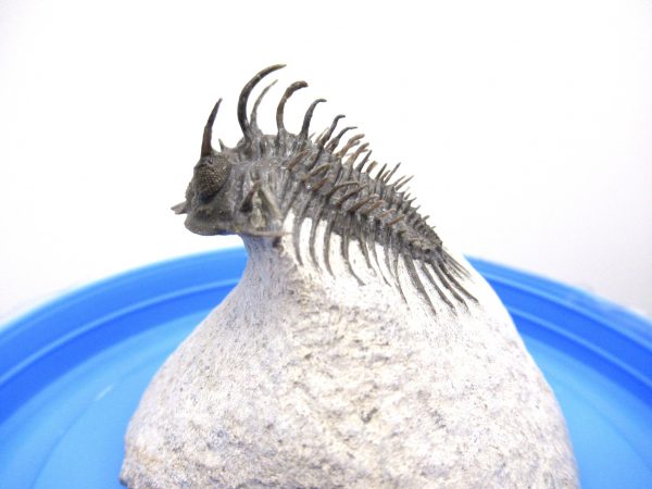 Morocco Trilobites for Sale | Comura #1 - Image 12