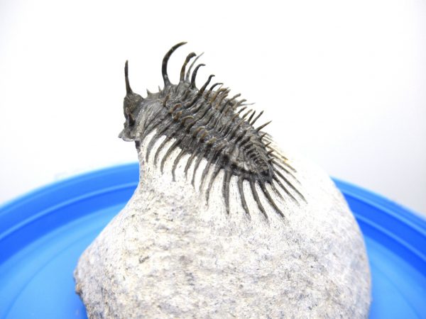 Morocco Trilobites for Sale | Comura #1 - Image 11