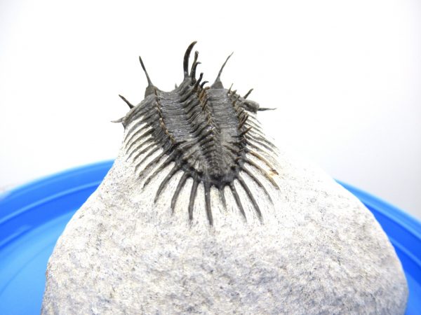 Morocco Trilobites for Sale | Comura #1 - Image 10