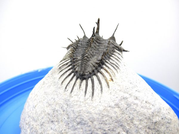 Morocco Trilobites for Sale | Comura #1 - Image 9