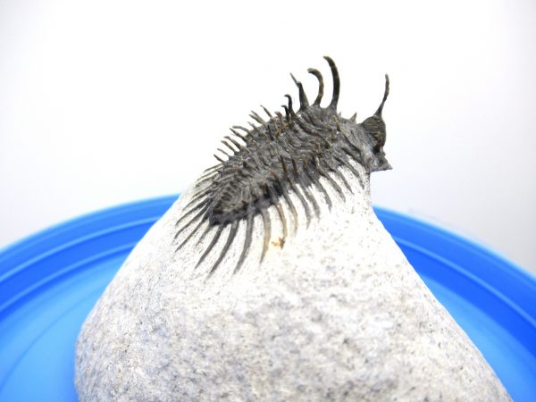 Morocco Trilobites for Sale | Comura #1 - Image 8