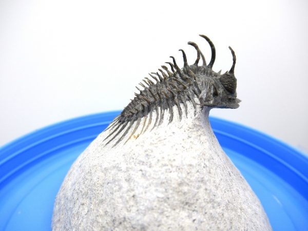 Morocco Trilobites for Sale | Comura #1 - Image 7