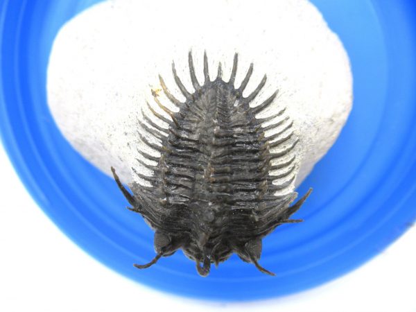 Morocco Trilobites for Sale | Comura #1 - Image 3