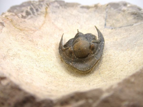 Morocco Cornuproetus with Spines Trilobite #1