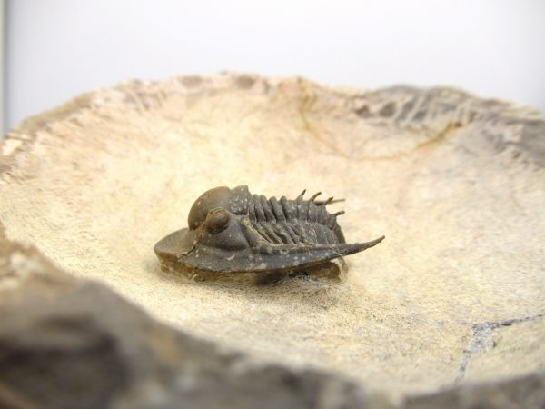 Morocco Cornuproetus with Spines Trilobite #1 - Image 11