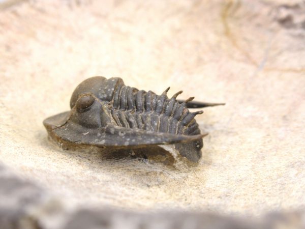 Morocco Cornuproetus with Spines Trilobite #1 - Image 10