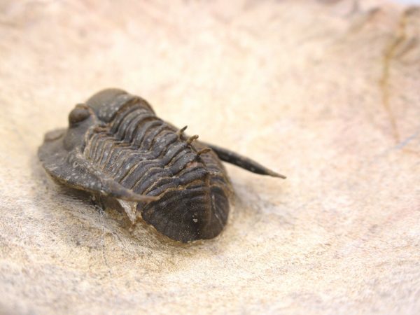 Morocco Cornuproetus with Spines Trilobite #1 - Image 9