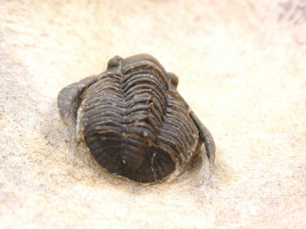 Morocco Cornuproetus with Spines Trilobite #1 - Image 8