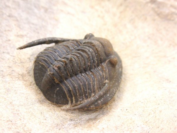 Morocco Cornuproetus with Spines Trilobite #1 - Image 7